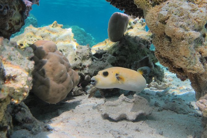 Bora Bora Lagoon Snorkeling Tour by Private Boat - Boat comfort, equipment, and what to bring
