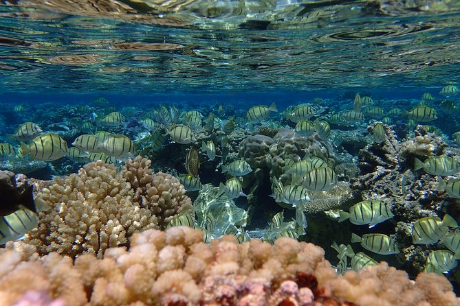 Bora Bora Lagoon Snorkeling Tour by Private Boat - Pickup and timing around Bora Bora