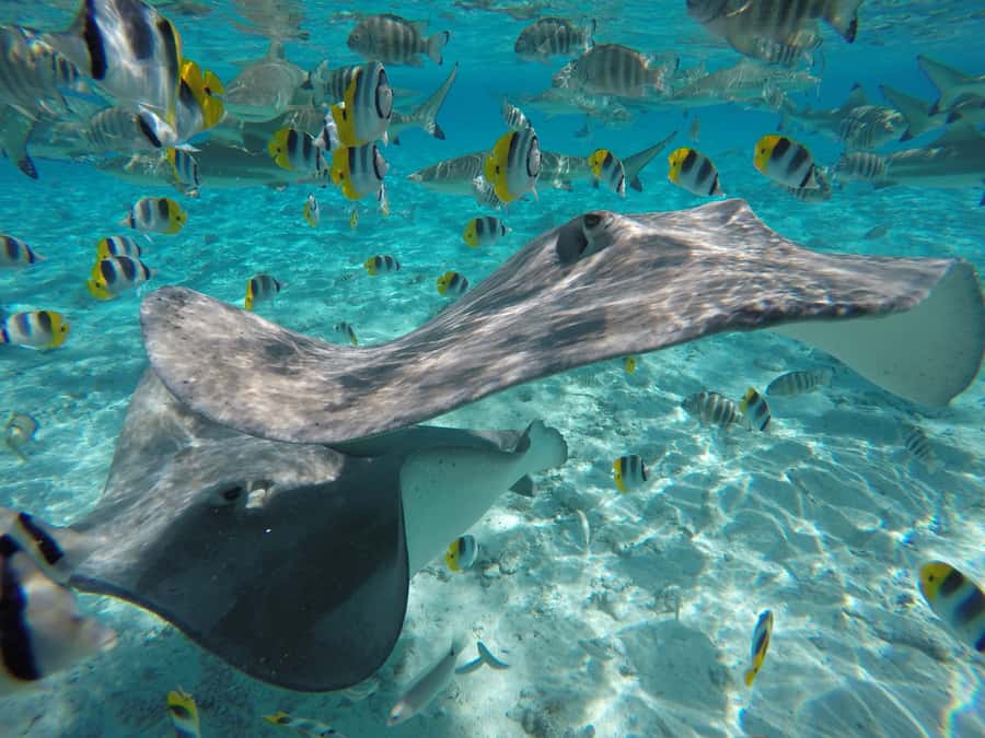 Bora Bora: Lagoon Tour and Snorkeling Experience - Key points at a glance