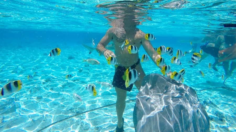 Bora Bora: Lagoon Tour and Snorkeling Experience - Third stop: blacktip and lemon sharks
