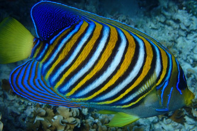 Bora Bora: Luxury Private Half Day Snorkeling Tour - What happens when you leave the resort