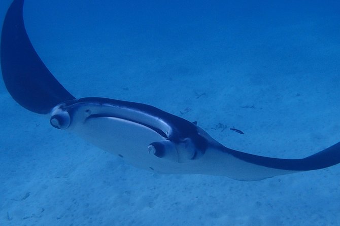 Bora Bora: Luxury Private Half Day Snorkeling Tour - The guide can make or break the outing