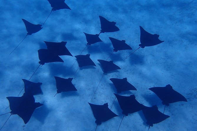 Bora Bora: Luxury Private Half Day Snorkeling Tour - What is supplied, and what you should bring