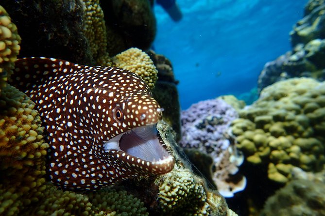 Bora Bora: Luxury Private Half Day Snorkeling Tour - Should you book the $780 private cruise?