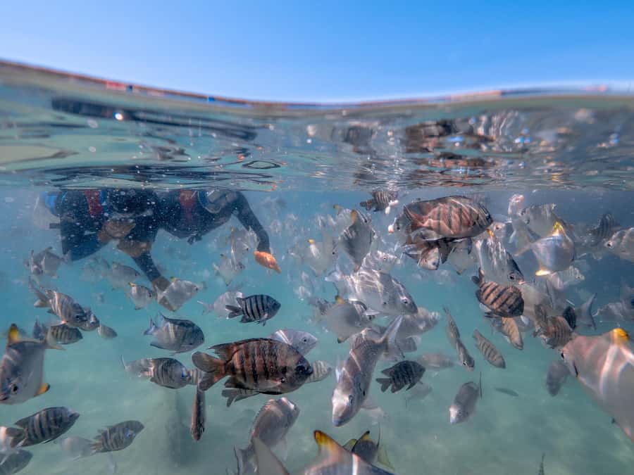 Brisbane: Moreton Island all inclusive Snorkeling Tour - Snorkeling around the Tangalooma Wrecks