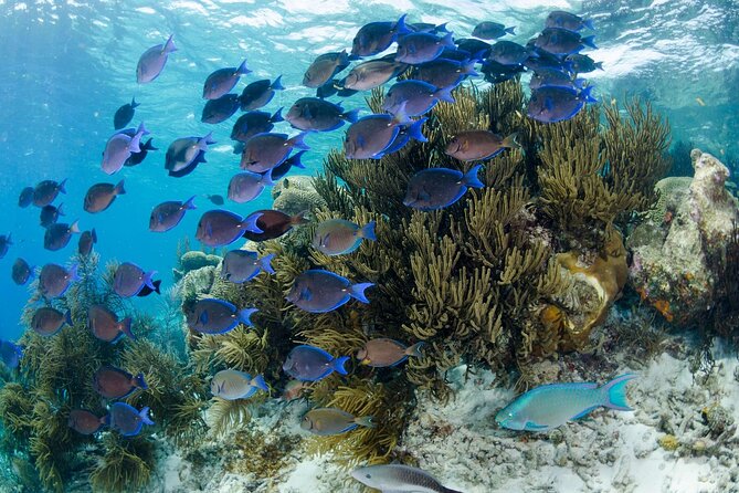 Brunch & Snorkel Catamaran Tour - Snorkeling in the Bonaire National Marine Park