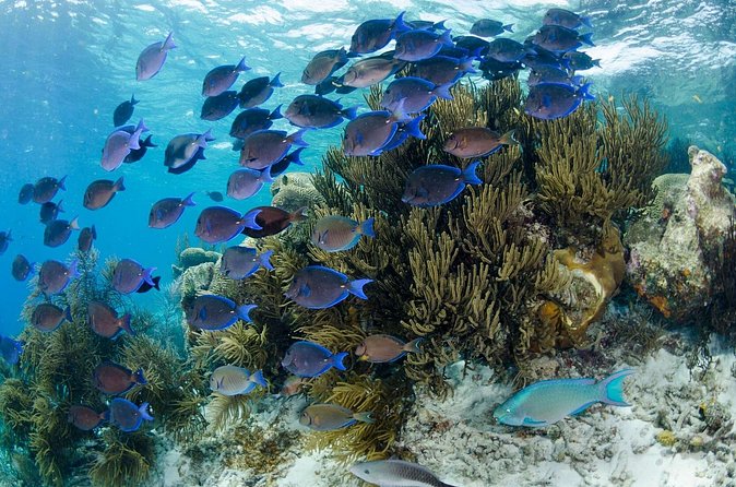 Brunch & Snorkel Catamaran Tour - Crew Care and Comfort