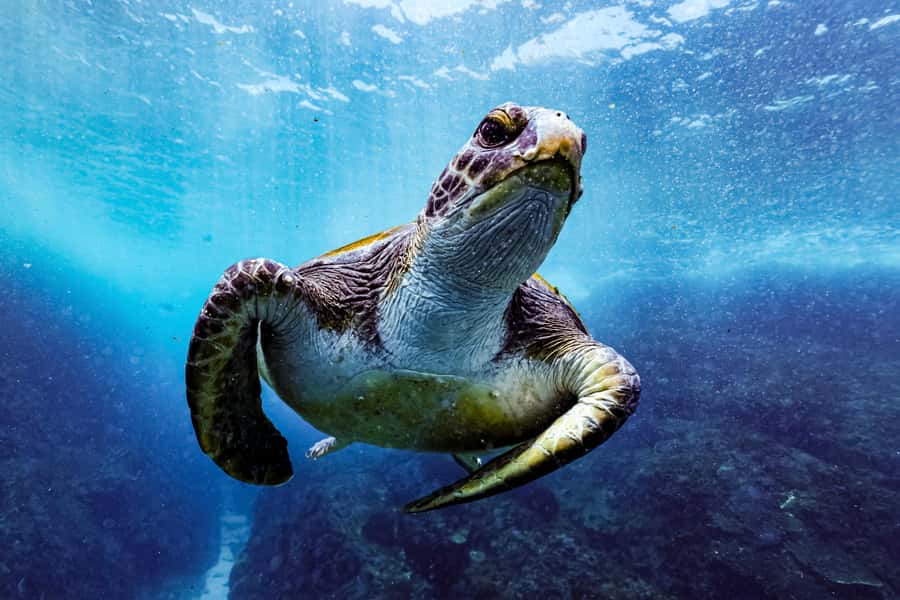Brunswick Heads: Snorkelling in Byron Bay - Key points to know before you book