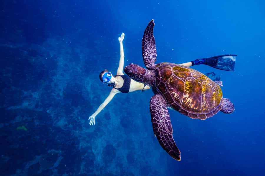 Brunswick Heads: Snorkelling in Byron Bay - Why Julian Rocks is such a strong snorkeling site