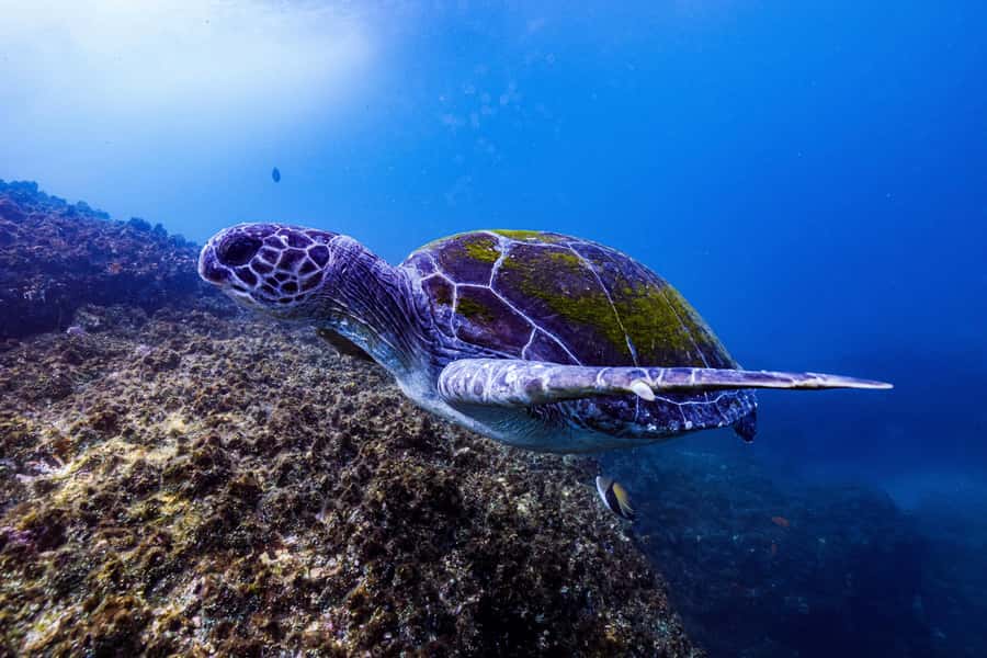 Brunswick Heads: Snorkelling in Byron Bay - Snorkeling in shallow, protected water