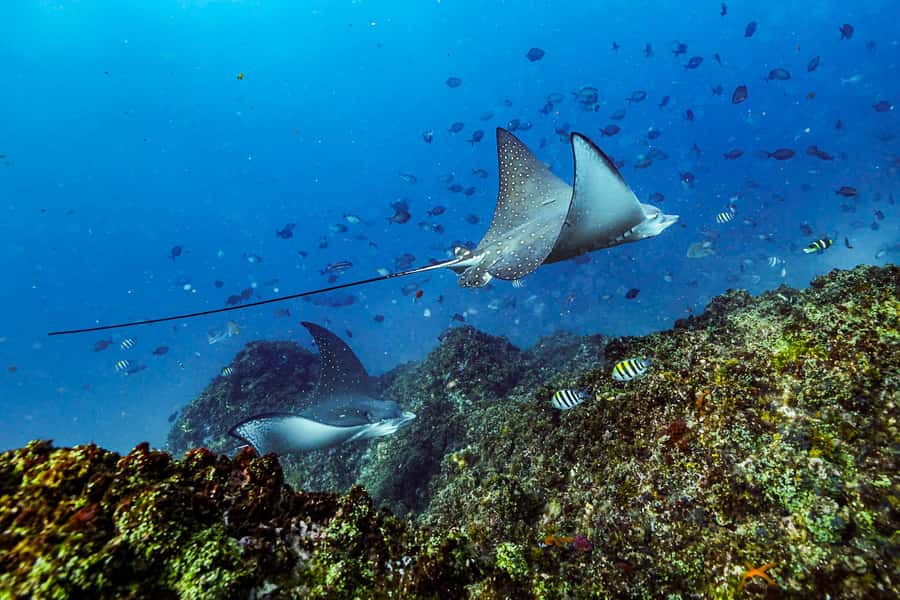Brunswick Heads: Snorkelling in Byron Bay - What makes the marine guide valuable
