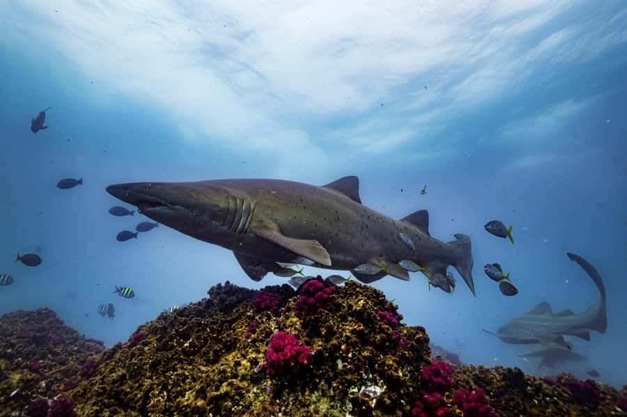 Brunswick Heads: Snorkelling in Byron Bay - Timing, cancellations, and small practical details
