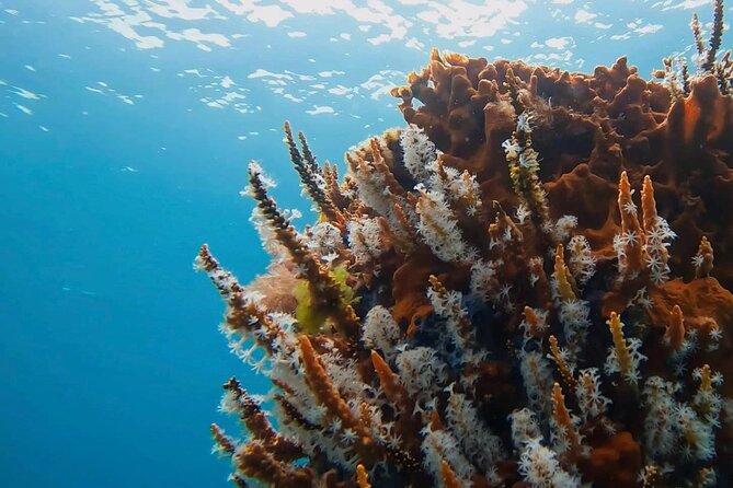 Busselton Jetty and Underwater Sculptures Snorkel Boat Tour - Key points at a glance