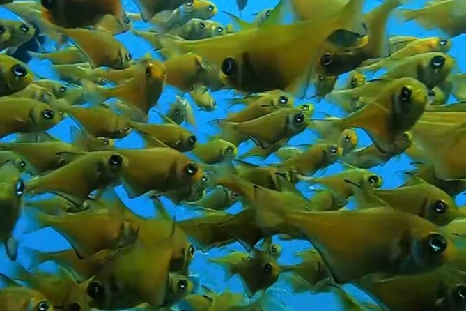 Busselton Jetty and Underwater Sculptures Snorkel Boat Tour - Why Busselton Jetty makes such a good snorkeling site