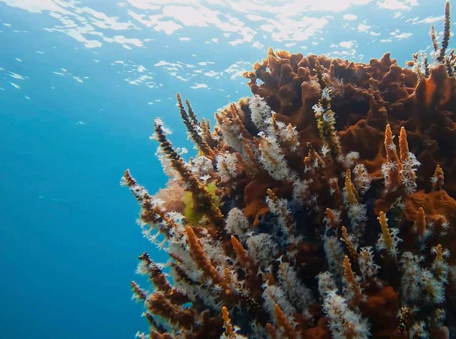 Busselton: Jetty Snorkeling Tour with Underwater Sculptures - Snorkeling Around an Artificial Reef