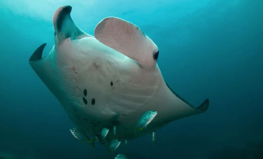 Byron Bay: Nguthungulli Julian Rocks Snorkeling Tour - Key points to know before booking