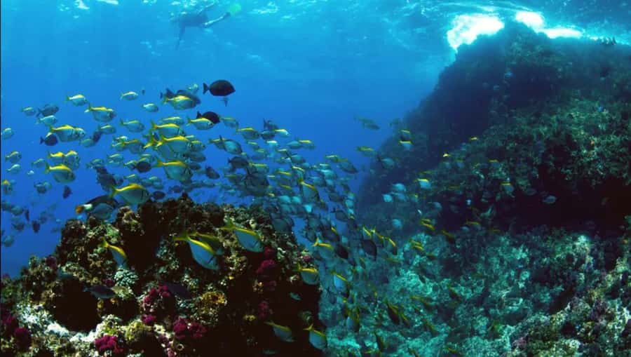 Byron Bay: Nguthungulli Julian Rocks Snorkeling Tour - Why Julian Rocks is such a special snorkeling site