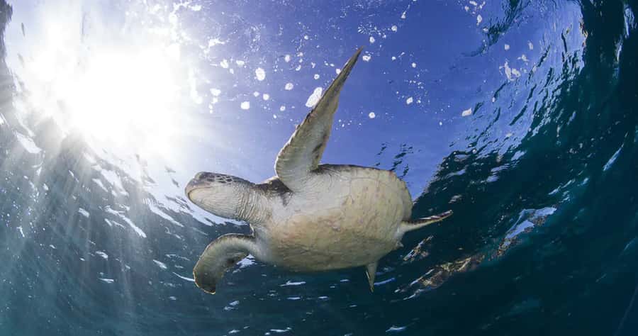 Byron Bay: Nguthungulli Julian Rocks Snorkeling Tour - Is $91 a fair price?