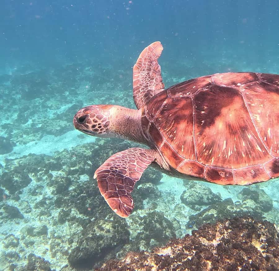 Byron Bay: Nguthungulli Julian Rocks Snorkeling Tour - Who will enjoy this most?