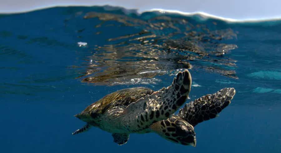 Byron Bay: Nguthungulli Julian Rocks Snorkeling Tour - Starting at 5 Marvell Street in Byron Bay