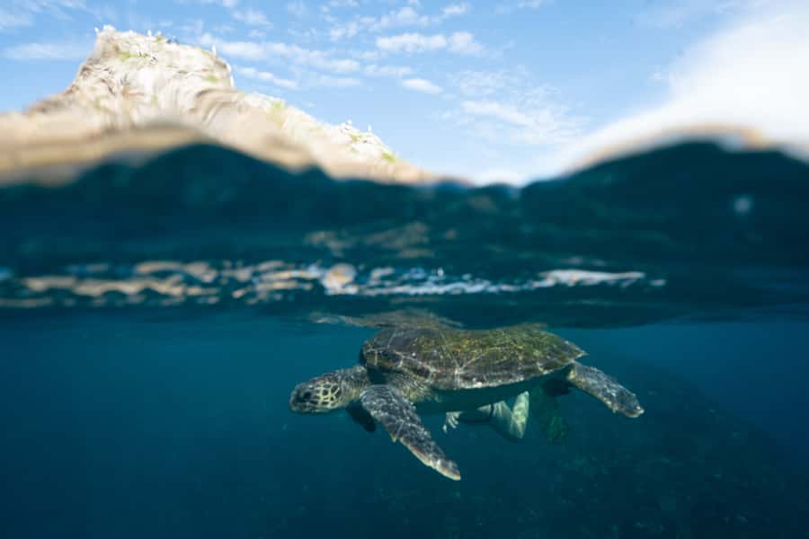 Byron Bay: Snorkeling Tour at Julian Rocks, Nguthungulli - Practical Booking Advice