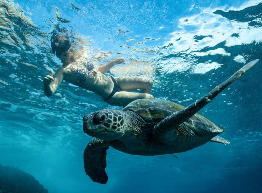 Byron Bay: Snorkeling Tour at Julian Rocks, Nguthungulli - The 15-Minute Speedboat Ride