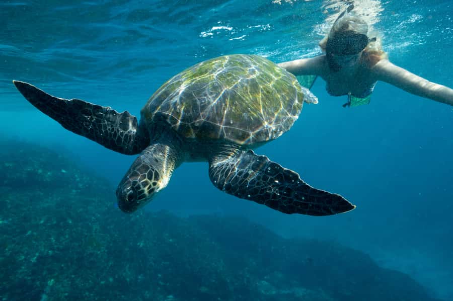 Byron Bay: Snorkeling Tour at Julian Rocks, Nguthungulli - Conditions, Crowds, and Comfort