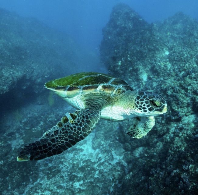 Byron Bay: Snorkeling Tour at Julian Rocks, Nguthungulli - Is $91 Good Value?