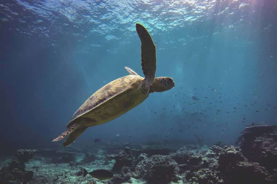 Byron Bay: Snorkeling Tour at Julian Rocks, Nguthungulli - Who Should Book This Trip?