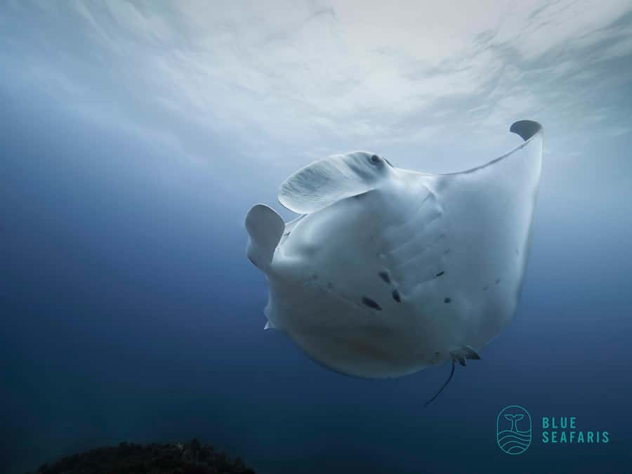 Byron Bay: Snorkelling Tour of Julian Rocks "Nuthungulli" - Key points before you book