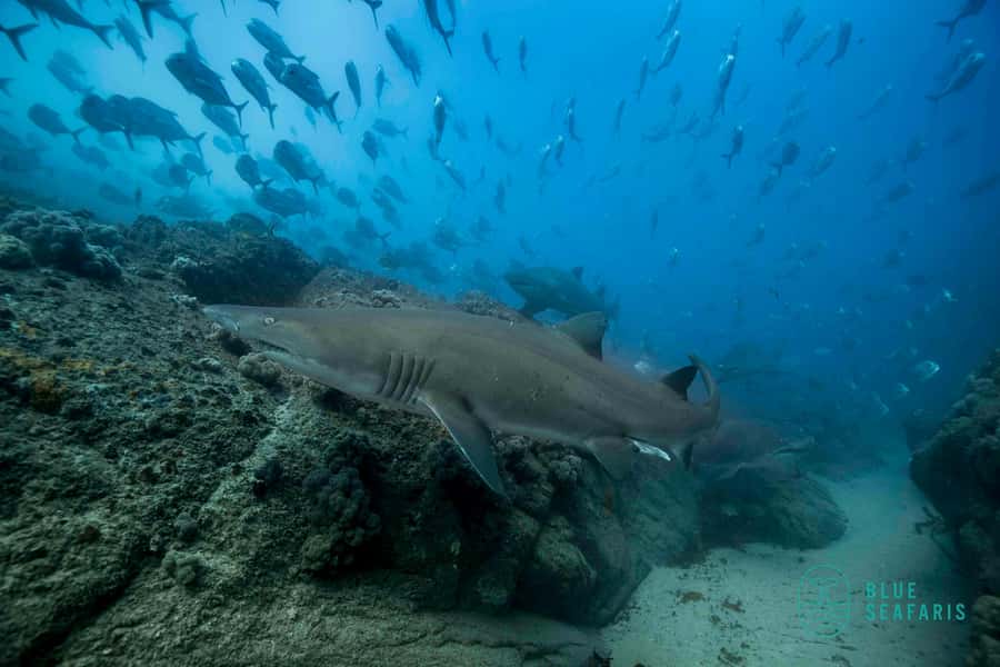 Byron Bay: Snorkelling Tour of Julian Rocks "Nuthungulli" - Who will enjoy this trip most