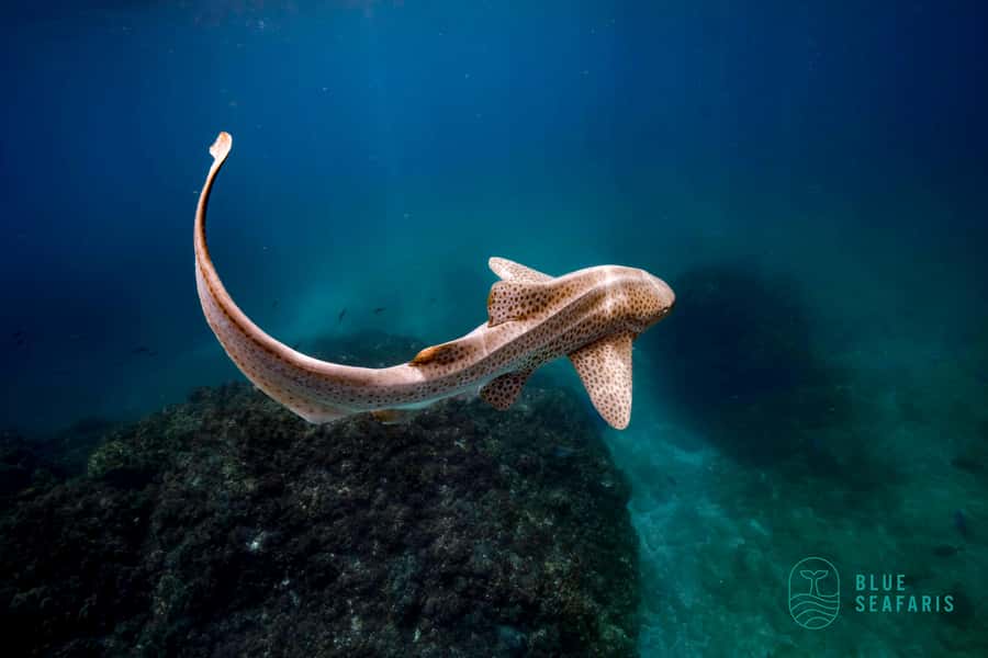 Byron Bay: Snorkelling Tour of Julian Rocks "Nuthungulli" - What guides add to the experience