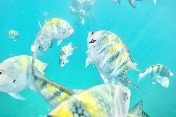 Cabo Blue Snorkeling Cruise, Open Bar and Lunch in Cabo San Lucas - The essential details at a glance