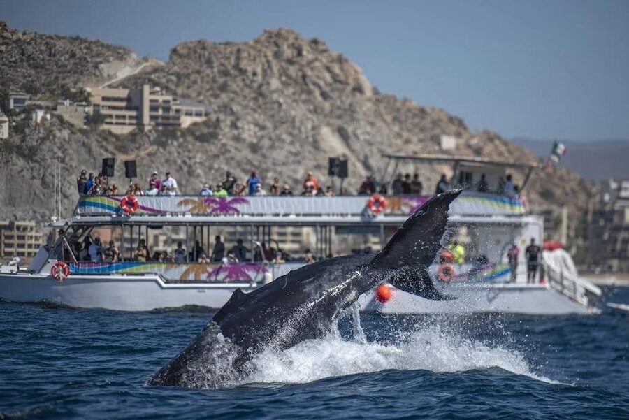 Cabo Boat Tour: Drinks, Lunch, Snorkeling, Dancing, and Transport - The return trip turns into a party