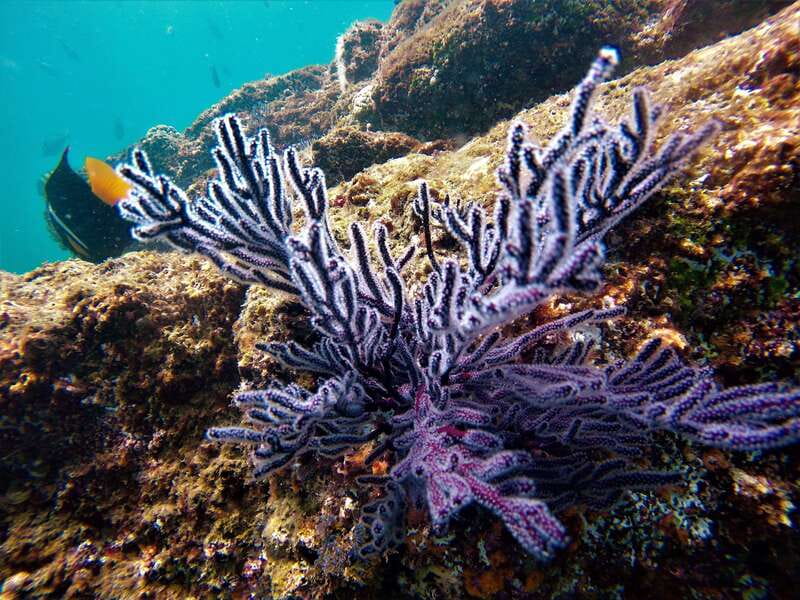 Cabo: Hidden Beach Day with Snorkeling in the Sea of Cortez - Snorkeling in the Sea of Cortez