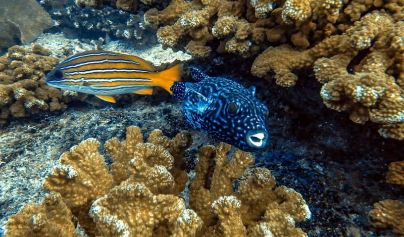 Cabo Pulmo Snorkeling - Key Points Before You Book