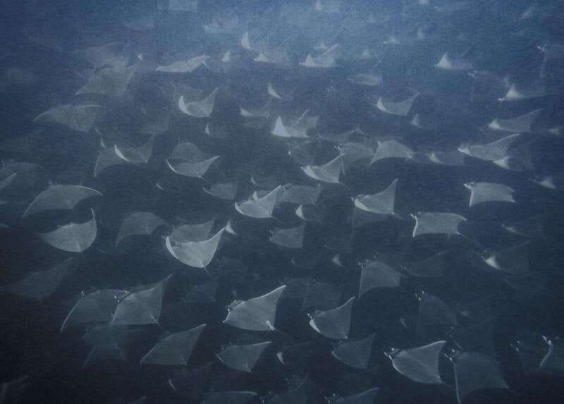 Cabo Pulmo Snorkeling - Starting at Cabo Pulmo Travel