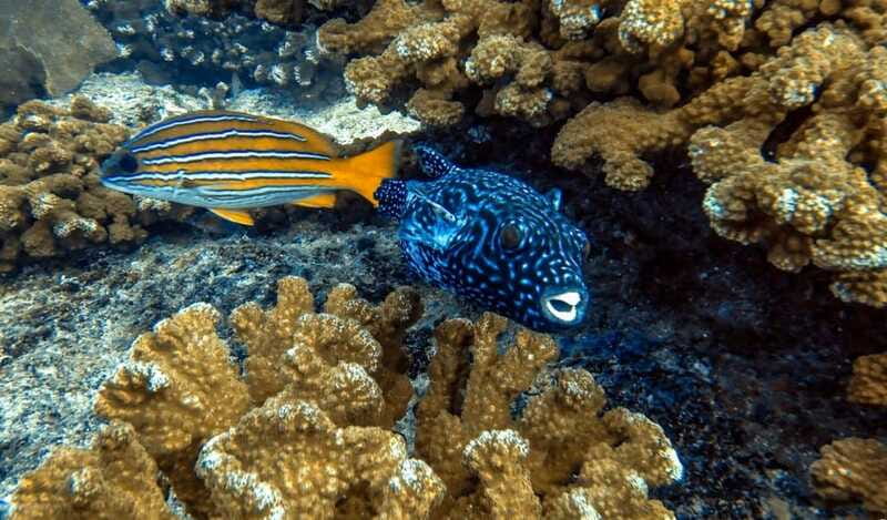 Cabo Pulmo Snorkeling - How the $110 Price Measures Up