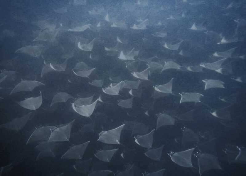 Cabo Pulmo Snorkeling - Practical Tips for a Better Morning