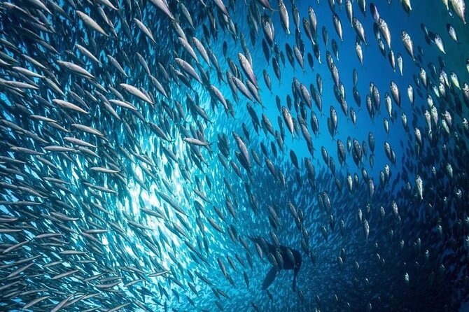 Cabo San Lucas Arch Boat Tour and Snorkeling at Pelican Rock - Pelican Rock is best for confident swimmers