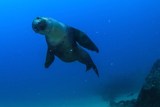 Cabo San Lucas Arch Boat Tour and Snorkeling at Pelican Rock - Who will get the most from this Cabo tour?
