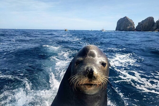 Cabo San Lucas Boat Tour and Snorkel at Pelican Rock - What the guides add to the trip