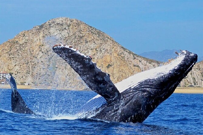 Cabo San Lucas Boat Tour and Snorkel at Pelican Rock - What is included, and what you need to bring
