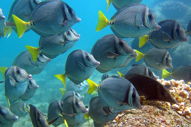 Cabo San Lucas Boat Tour and Snorkel at Pelican Rock - Who should book this Cabo boat tour?