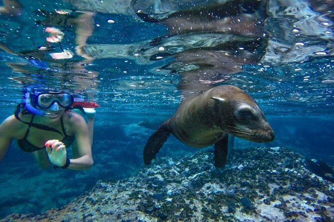 Cabo San Lucas Boat Tour and Snorkel at Pelican Rock - Playa de los Amantes and Divorce Beach