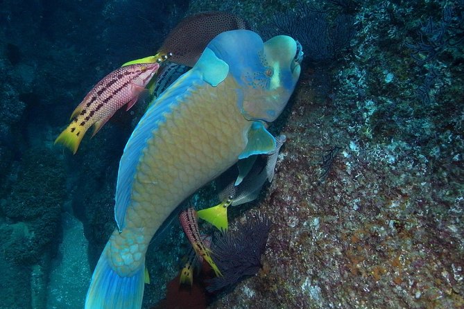 Cabo San Lucas Short Snorkeling Tour with Divemaster Guide - Why this short Cabo tour works so well