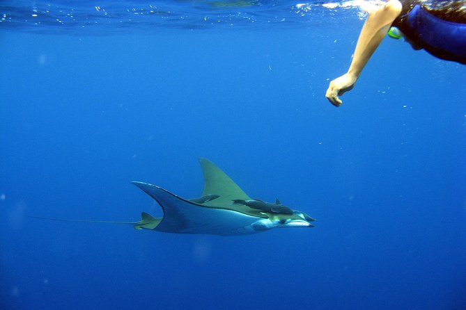 Cabo San Lucas Short Snorkeling Tour with Divemaster Guide - What you see below the surface