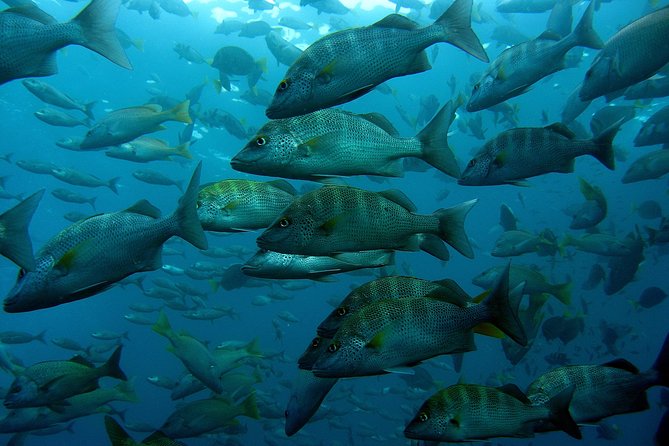 Cabo San Lucas Short Snorkeling Tour with Divemaster Guide - How much value do you get for $70?