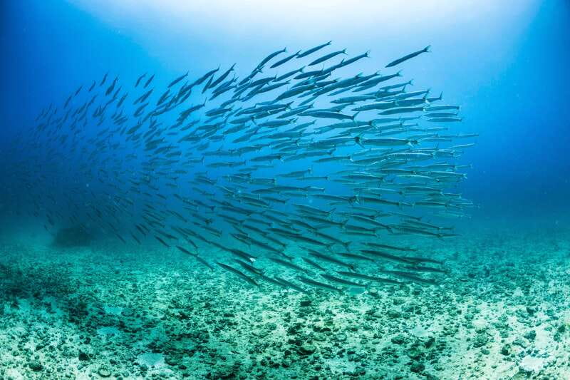 Cabo San Lucas: Snorkel, Lunch and Sail Experience - A catamaran made for a crowd