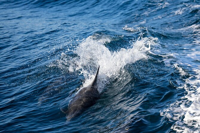 Cagliari Boat Tour with Sardatrips; Swim, Snorkeling, Sip & Snack - Torre del Poetto and the famous beach